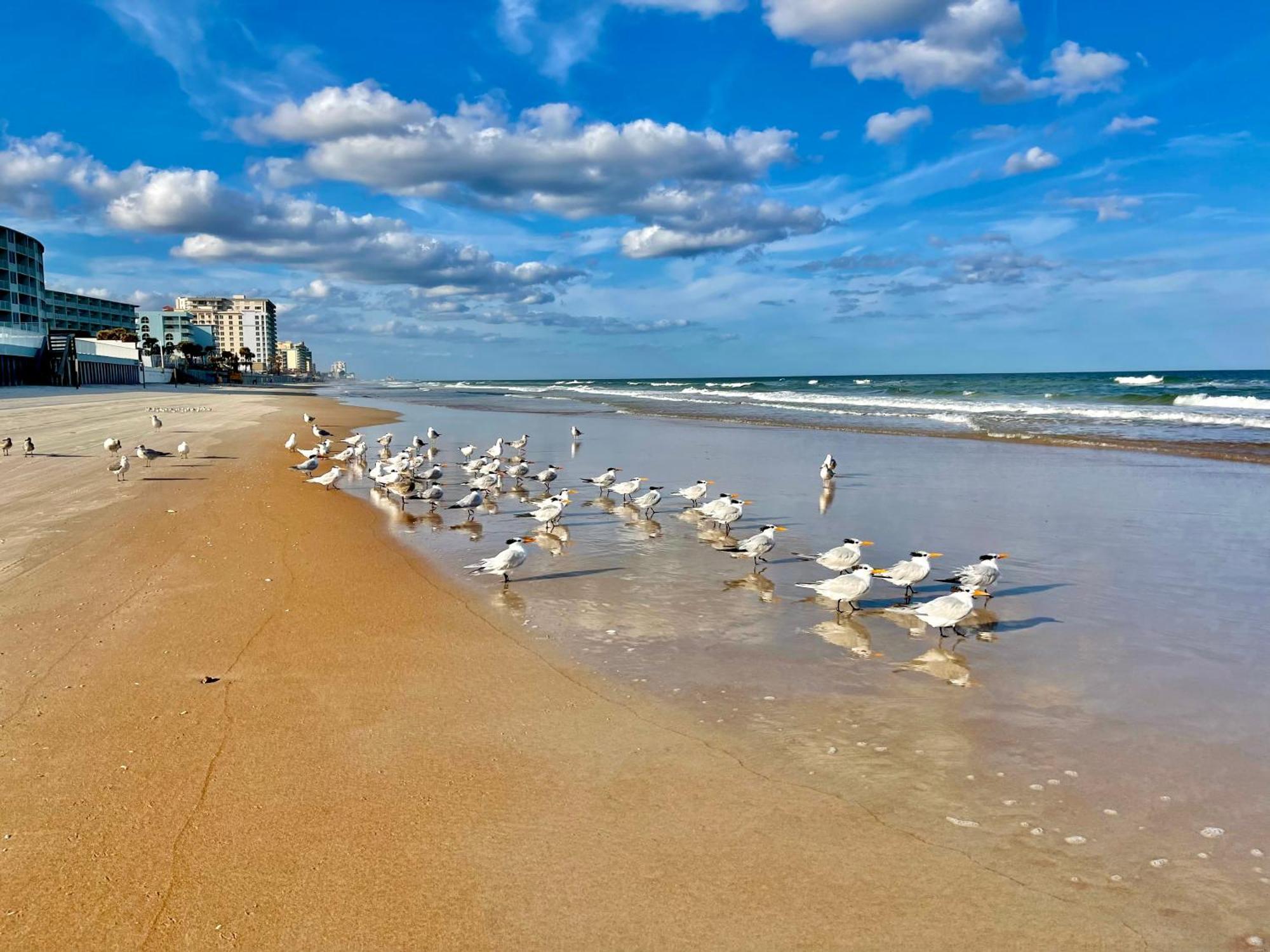 Sunset Studio Daytona Beachfront ภายนอก รูปภาพ
